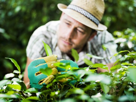 Regular garden maintenance in Hackney Marshes with healthy plants and neat edges