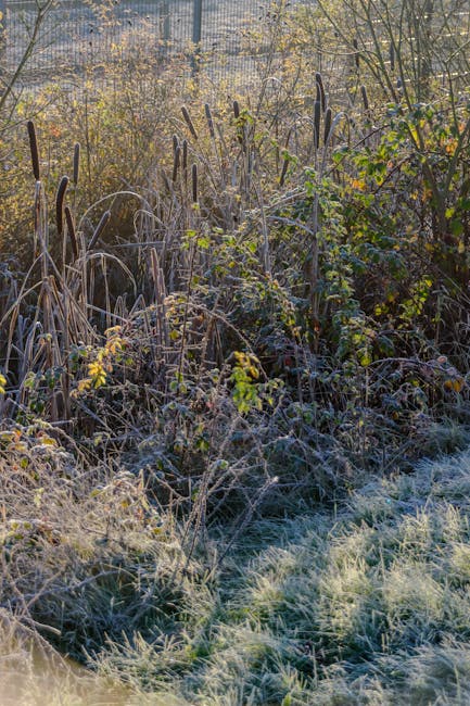 A dense area of a garden with a mix of tall, dried, brown reed-like plants and green leafy shrubs, interspersed with patches of frosty grass and soil. The ground features a large, well-maintained lawn